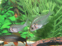 Glass Fish, Tiger Barb & Red Finned Shark