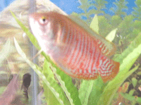 Anabantoids : Colisa Lalia : Dwarf Gourami