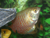 Anabantoid : Colisa Lalia : Dwarf Gourami