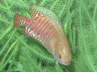Anabantoid : Colisa Lalia : Dwarf Gourami