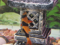 Cobitidae : Acanthophthalmus : Botia Macracantha : Clown Loach