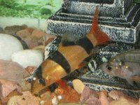 Cobitidae : Acanthophthalmus : Botia Macracantha : Clown Loach