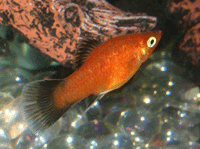Poeciliidae : Livebearer : Xiphophorus Maculatus : Red Platy
