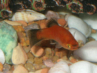 Poeciliidae : Livebearer : Xiphophorus Maculatus : Red Platy