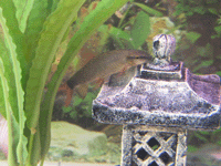 Red Finned Shark