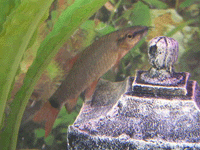 Cyprinids: Epalzoerhyncus Frenatum : Red Finned Shark