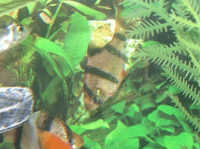 Cyprinidae : Barbus : Capoeta Tetrazona : Tiger Barb