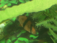 Cyprinidae : Barbus : Capoeta Tetrazona : Tiger Barb