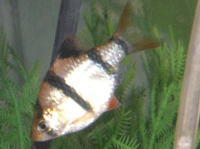 Cyprinidae : Barbus : Capoeta Tetrazona : Tiger Barb