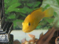 Cichlidae : Cichlid : Labidochromis Caeruleus : Electric Yellow Labido