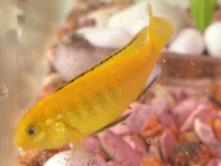 Cichlidae : Cichlid : Labidochromis Caeruleus : Electric Yellow Labido