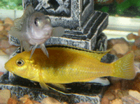 Electric Yellow Labido