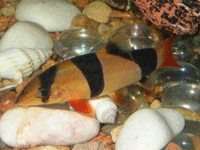 Clown Loach