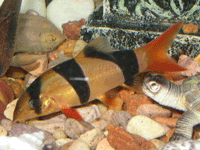 Click to Enlarge for Clown Loach