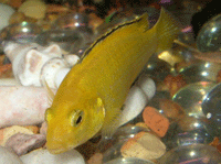Electric Yellow Labido