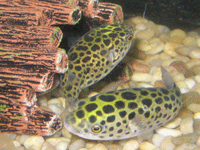 Odon I and II