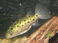 Odon II