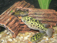 Odon II doing lunch ( Click to Enlarge )