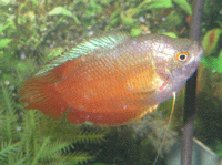 Gourami Red Version