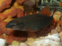 Red Finned Shark