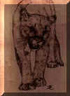 cougar burned.jpeg (5241 bytes)