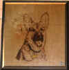 german shepherd burned.jpg (8249 bytes)