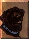 handsome lab.jpg (4962 bytes)