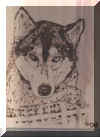 husky.jpg (5663 bytes)