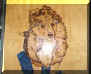 sheltie burned.jpg (11329 bytes)