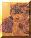 yorkie2.jpg (548710 bytes)