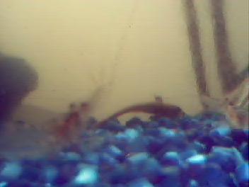 The guppy 20 minutes later after the first pic.