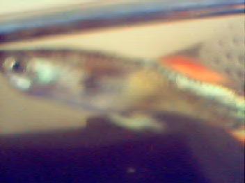 The guppy.
