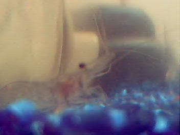 This was my ghost shrimp, Kokoa.