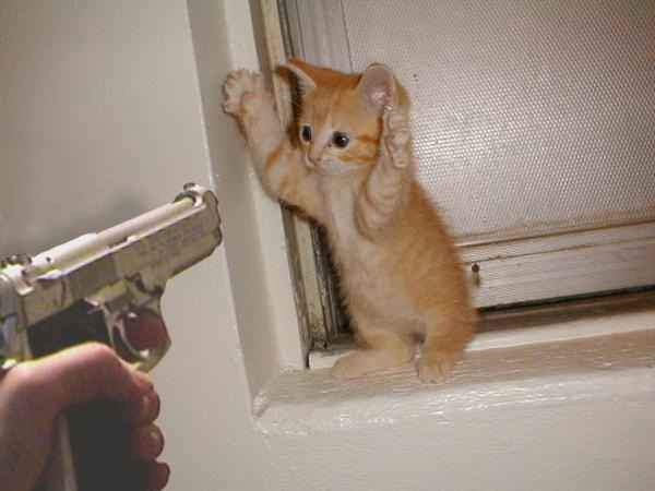 Meow!