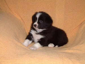 Shauna 5 weeks. Photo J. Entwistle