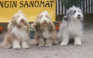 P. Belle Barbichon, P. Brown Baby-Jane and P. Goofy Guy