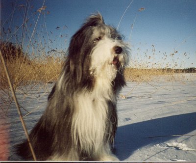 Hessu the Handsome (Photo by S. Miiro)