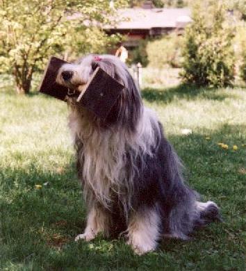 Jane doing obedience