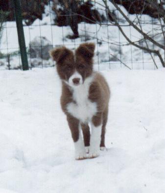 Lilli as a puppy
