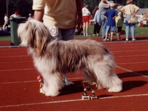 Nuppu the best of the breed , age 1,5 years