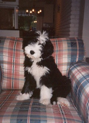 Sissi as a puppy age 2� months. Isn't she cute! Photo A. Simola