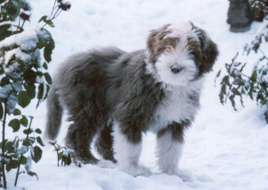 Pythagoraan Fawn Fonzie
