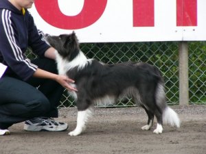 Nelli in her first dog show with Paula