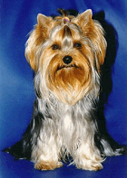 Yorkshire Terriers