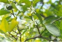 Lemon Blossoms