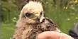 Hawk chicks removed from harm's way (KING5)