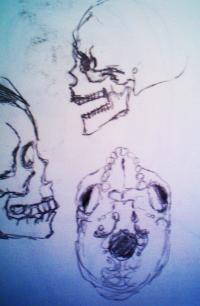 skulls