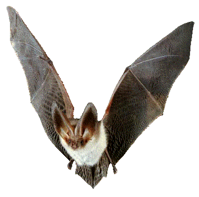 BAt