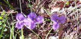 Thysanotus tuberosus