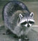 A Raccoon